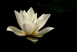 Mindful Liberation