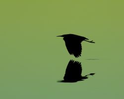 Focusing and Meditation retreat: The Body's Wisdom