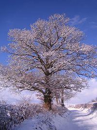 Winter Meditation Retreat