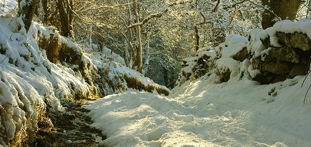 snowy lane